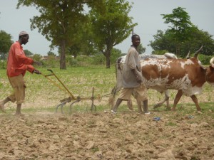 Farmers Mali FFH 2010 copy